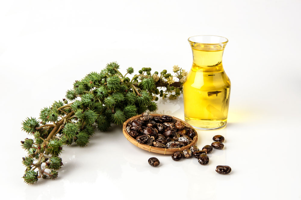 Castor Seeds, Fruit and Oil